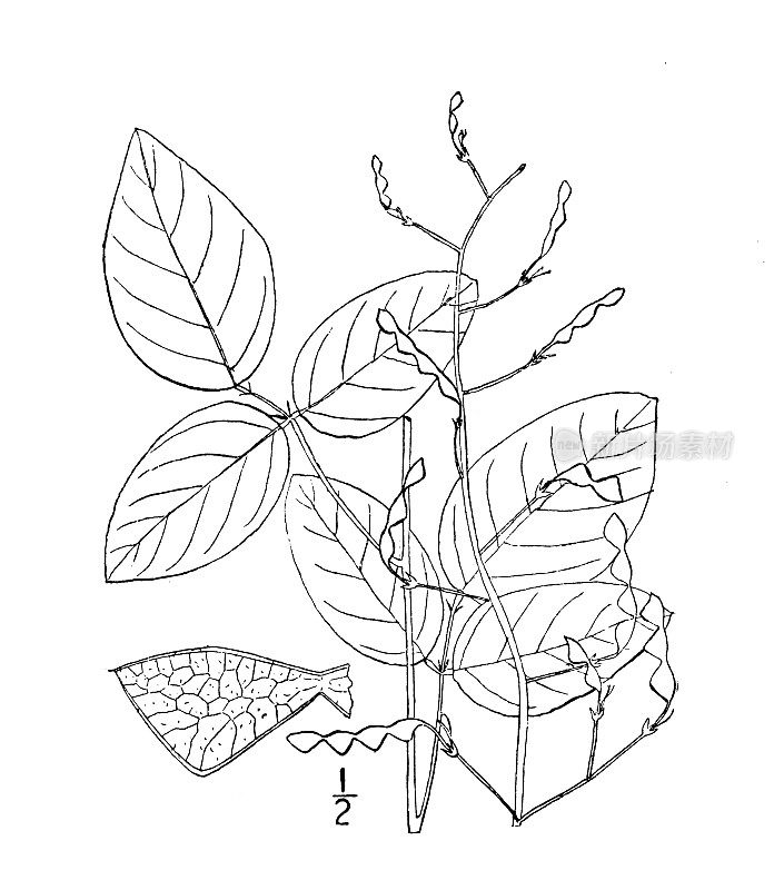 古植物学植物插图:美波米亚，三叶草