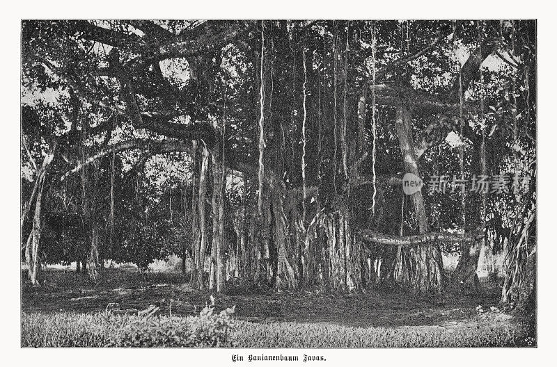 爪哇的榕树(榕属benghalensis)，半色调印刷，1899年出版