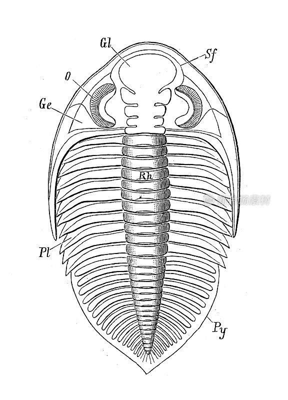 古代生物动物学图像:Dalmanites