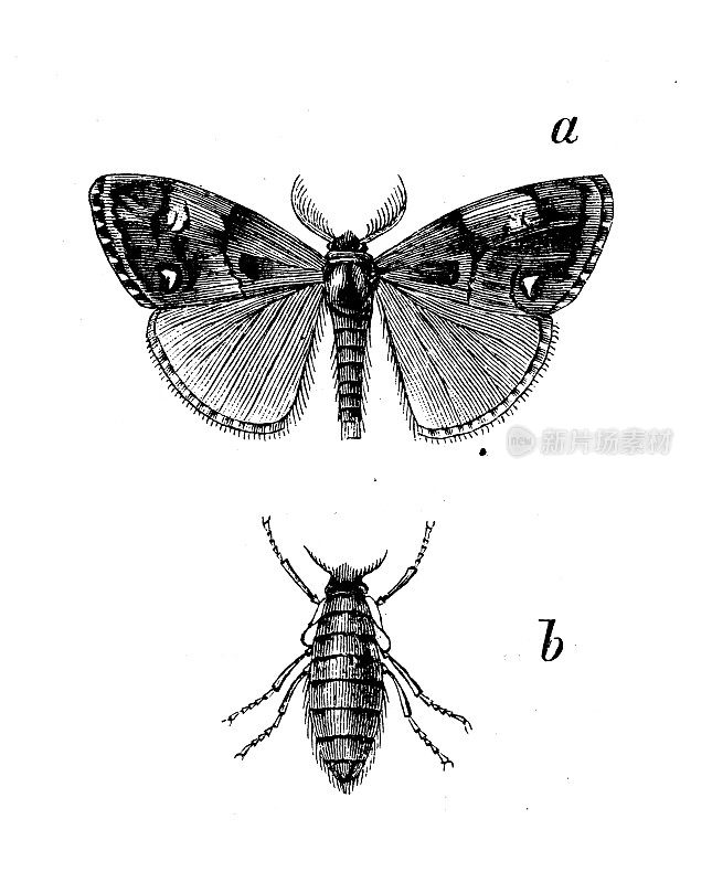 古代生物动物学图像:古蛇蛾