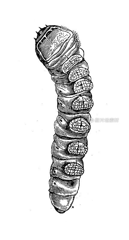 古代生物动物学图像:天牛幼虫