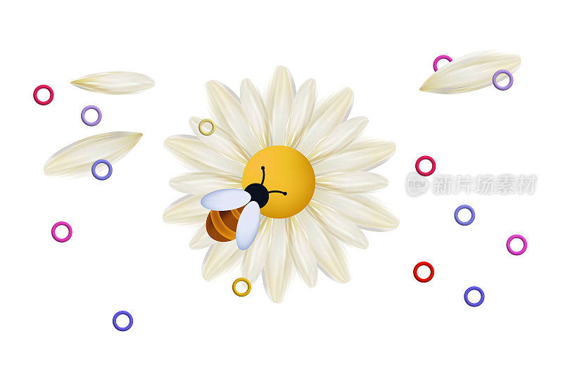 雏菊上的蜜蜂，白花3d，孤立的图标。一种昆虫采集花蜜和花粉。蜜蜂，野生黄蜂或大黄蜂在开花非洲菊。主动劳动的概念，授粉特写。向量。