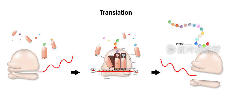 翻译的概念。RNA定向合成多肽。