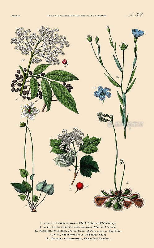 手工着色的植物雕刻，植物王国的历史，维多利亚植物插图，32版，大约1853年
