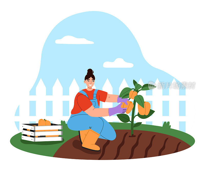 在菜园工作的女园丁。年轻女子正在收割。园林养护理念。平面矢量插图。