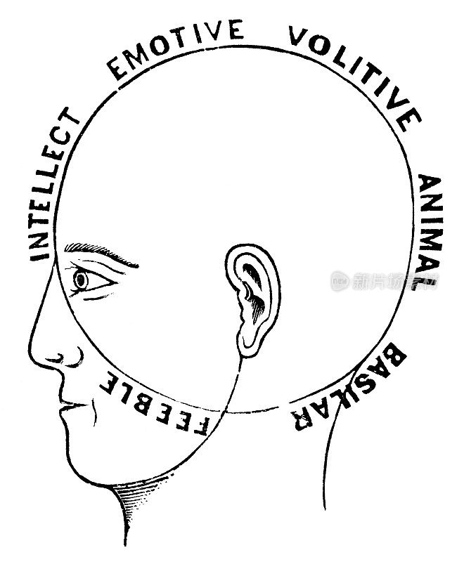 19世纪心理机能心理学对立的颅相学图