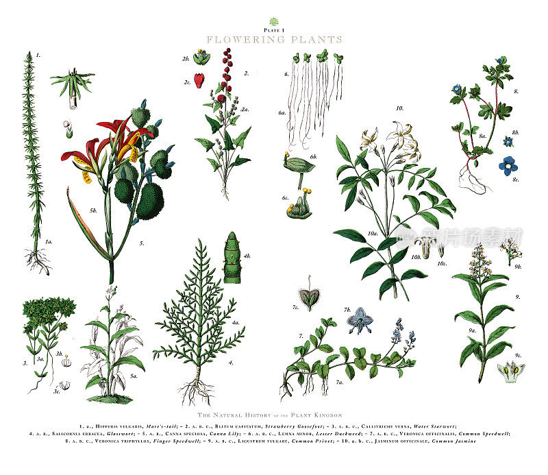 开花植物，植物王国，维多利亚植物插图，大约1853年