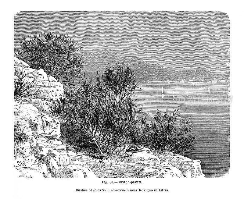 植物自然史，维多利亚植物学插图，1897年，伊斯特里亚罗维尼奥附近的石竹灌木