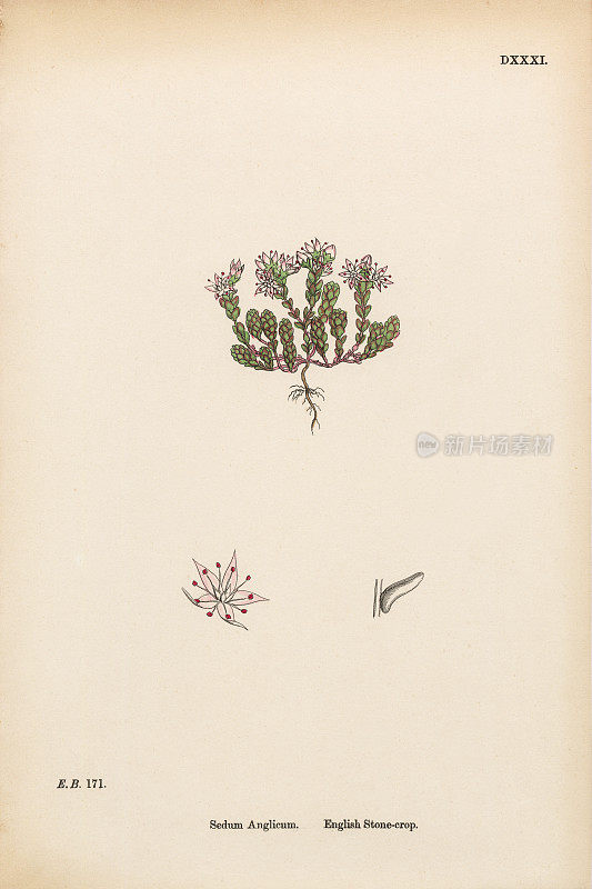 英国石头作物，景天，维多利亚植物学插图，1863年