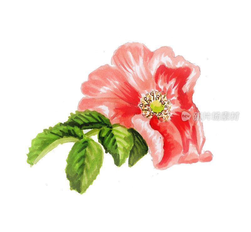 蔷薇属植物的花和叶。孤立在白色背景上的美丽玫瑰。复古植物手绘插图。婚礼设计。色花图案