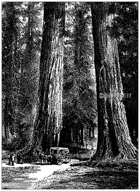 来自学校地图集的古董插图:加利福尼亚的大树