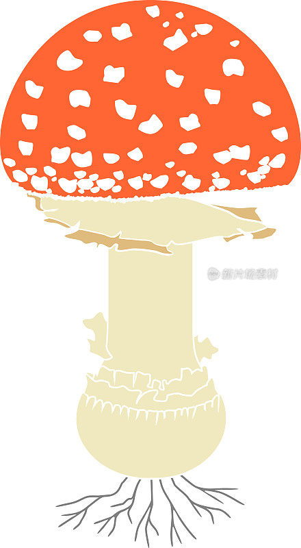 蝇木耳(鹅耳菌)蘑菇孤立在白色背景