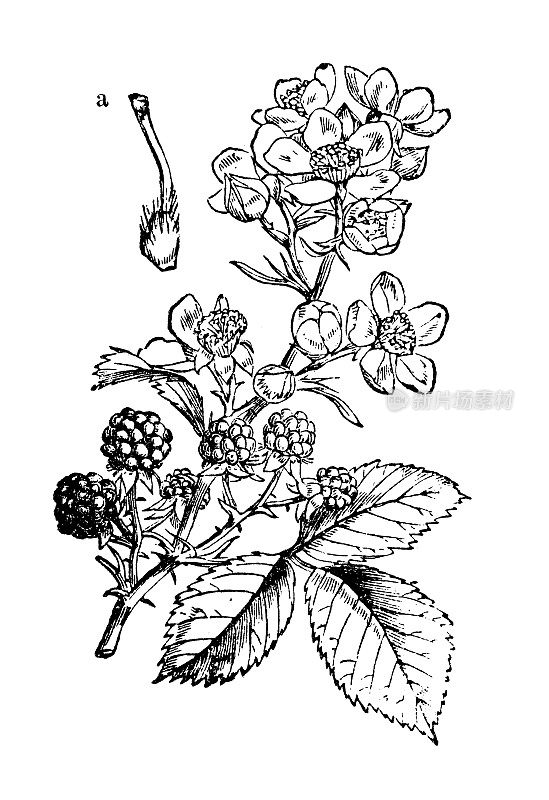 古董植物学插图:黑莓