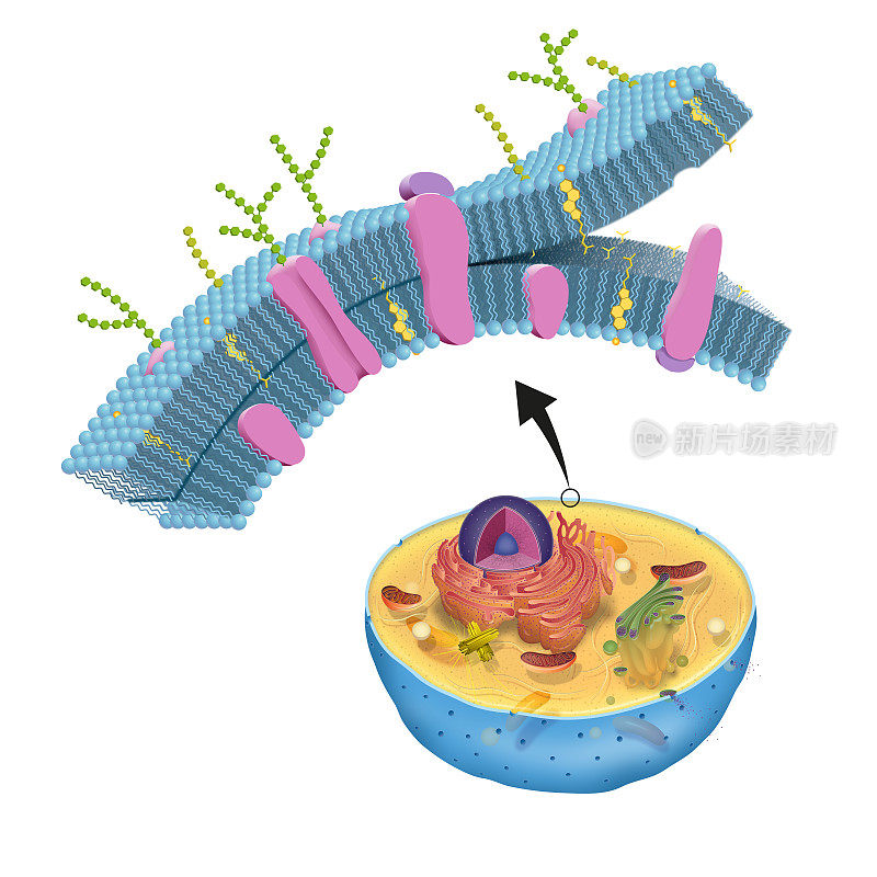 细胞膜，又称质膜，存在于所有的细胞中，它将细胞内部与外部环境隔开