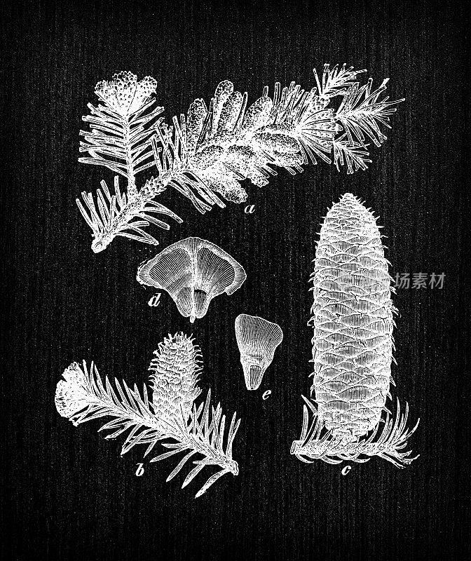 植物学植物仿古雕刻插画:冷杉(欧洲银杉、银杉)