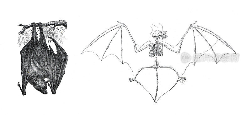 黑耳飞狐，是狐蝠科的一种蝙蝠。野生动物。手绘蝙蝠插图复古风格。蝙蝠skelet。