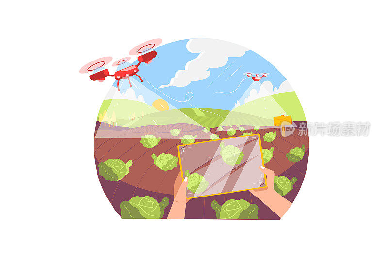 全景农业无人机飞向卷心菜地喷洒肥料。