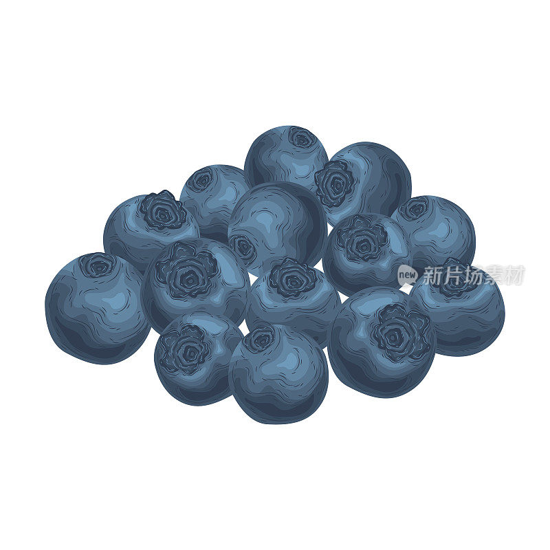 素蓝莓载体水果健康夏天浆果春天热带抗氧化剂卡通蓝