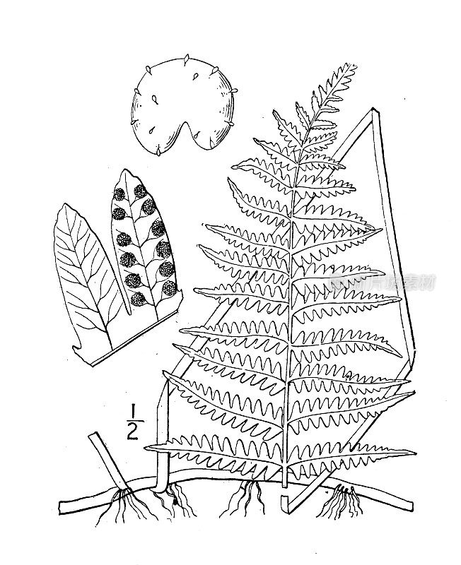 古植物学植物插图:毛鳞蕨，沼泽蕨