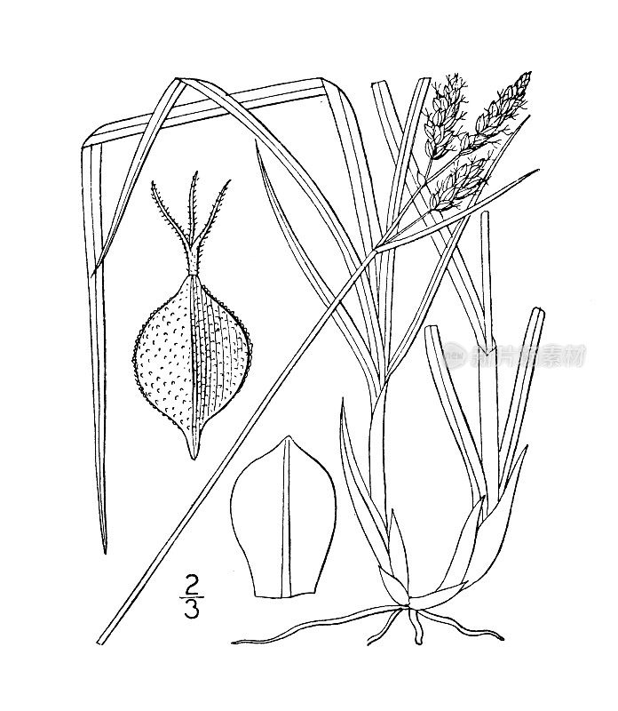 古植物学植物插图:苔草，杂色莎草