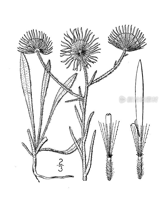 古植物学植物插图:灯盏花，蔓生蓬