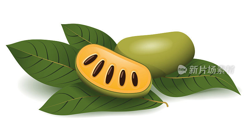 木瓜果实矢量插图，拉西明与叶子