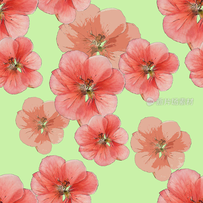 天竺葵。五彩缤纷的花朵纹理