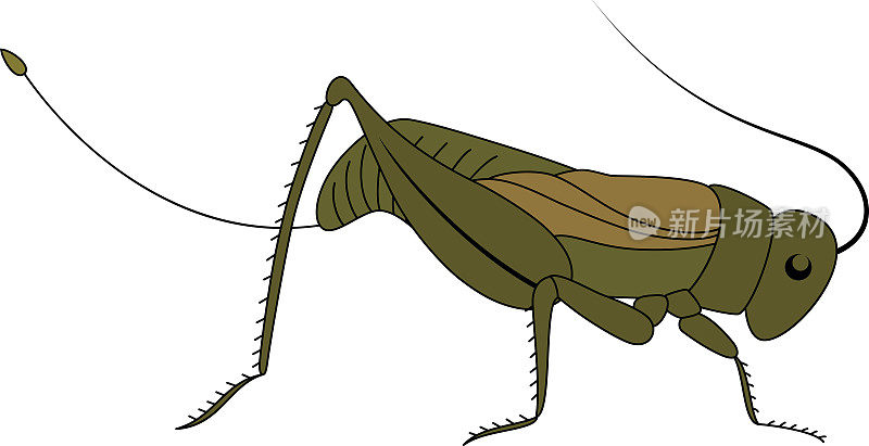 昆虫。可爱的卡通蚱蜢。