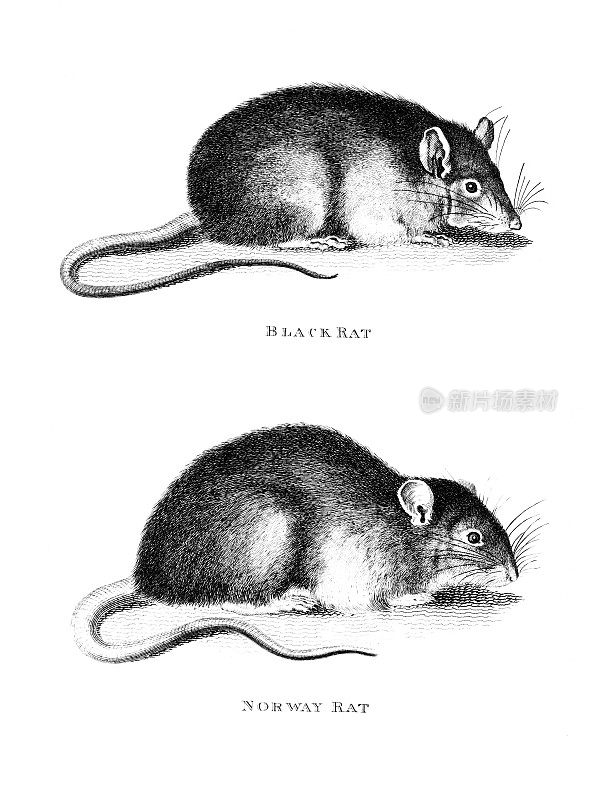 19世纪的“黑鼠”和“挪威鼠”雕刻