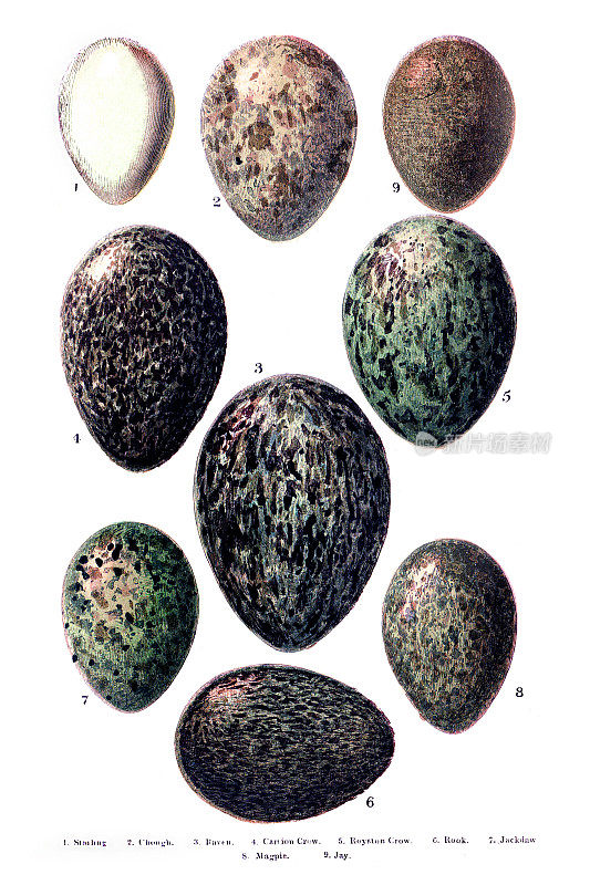 英国-欧洲鸟类蛋雕刻