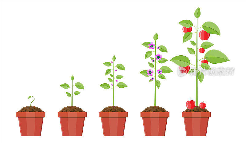 盆栽植物从发芽到结果的生长过程。