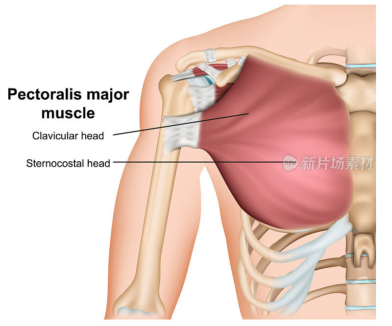 胸大肌解剖，3d医学矢量插图上的白色背景