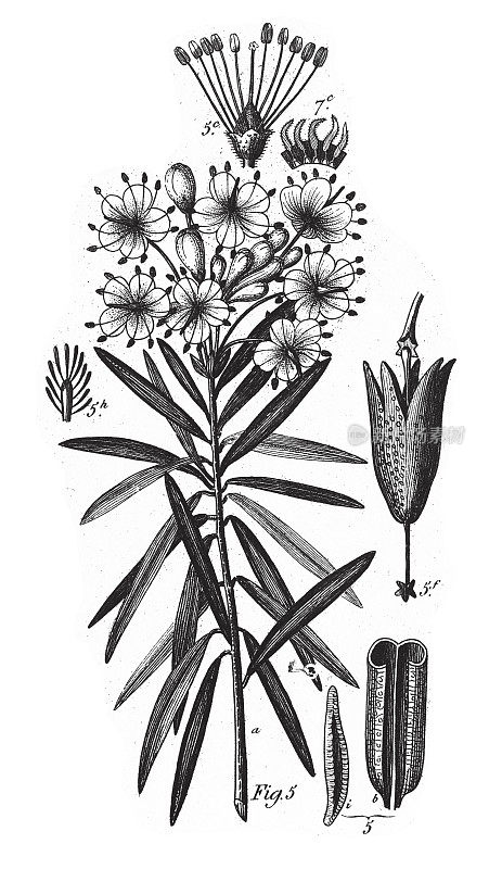 沼泽茶，植物与树脂或乳白色树液雕刻古董插图，出版1851年