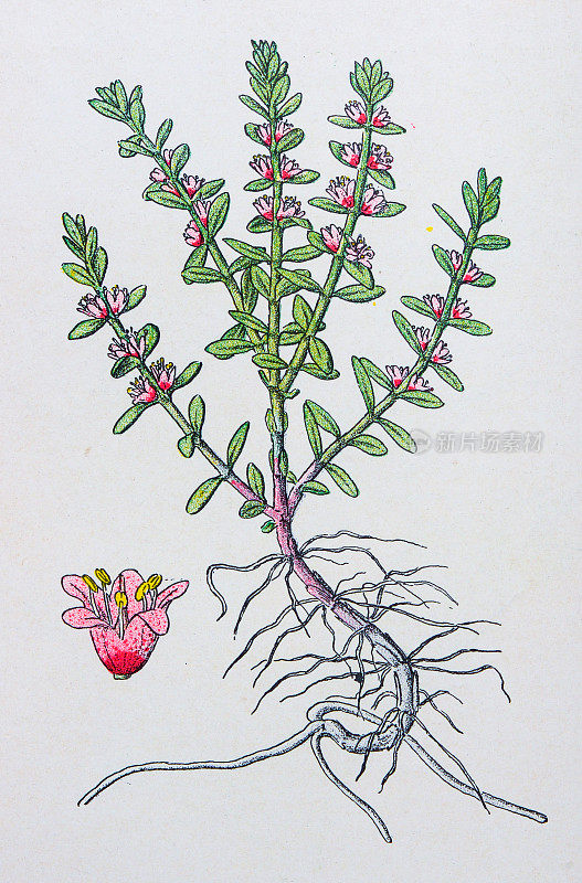 古董植物学插图:海乳草，海苔