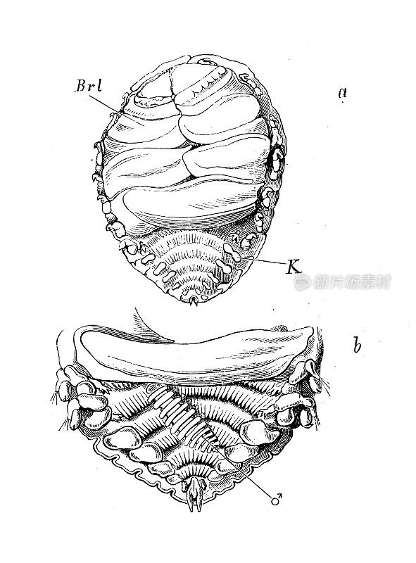 古代生物动物学图像:龟鳃