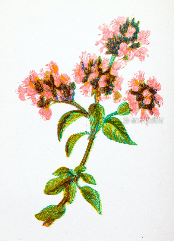 野生花卉的古董植物学插图:马角兰，牛至