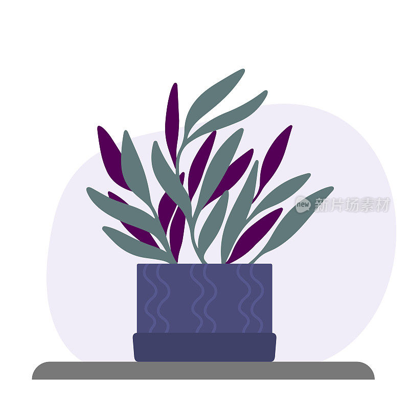 紫罗兰花盆里的大豆角。室内热带植物。