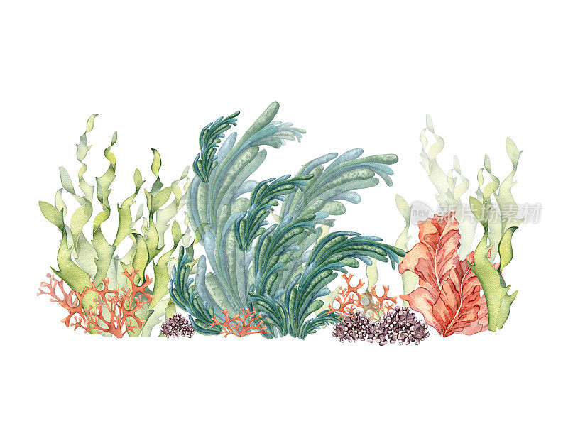 绿色海洋植物水彩画孤立在白色背景。