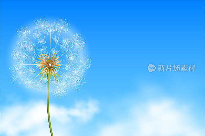 现实蒲公英花种子在蓝色的背景与云