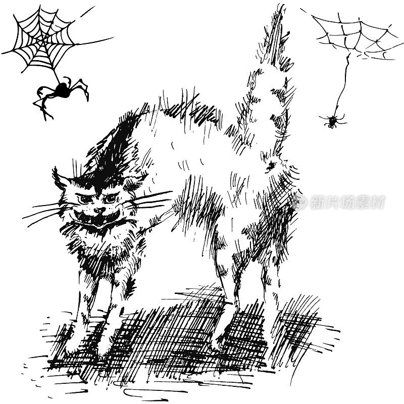 猫捕捉蜘蛛。时尚的黑白矢量插图与手绘设计在一个白色的背景。