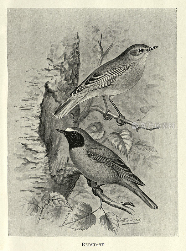 常见的红尾鸟，凤鸟，凤鸟属的一种小雀形目鸟，鸟类野生艺术