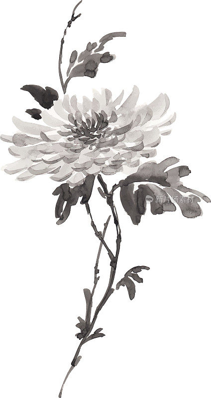 盛开花朵的水墨插画。烟灰墨的风格。