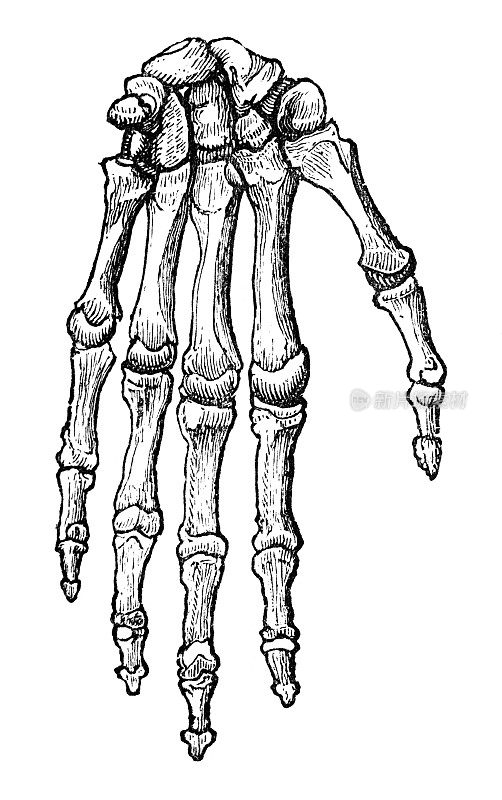 19世纪的人类手骨雕刻