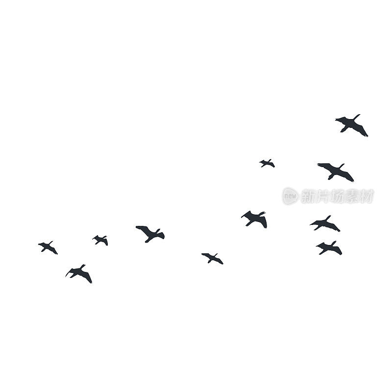 飞翔的鸟儿在白色的背景上剪影。矢量插图。孤立的鸟飞。