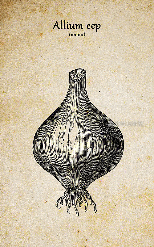 植物学植物仿古雕刻插图:洋葱球