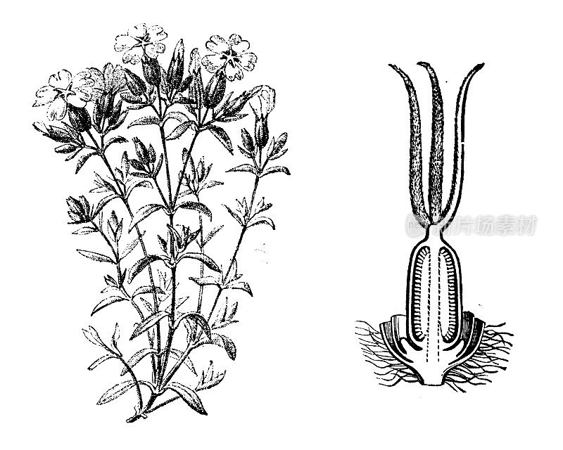 古植物学插图:剪草、剪秋萝、捕蝇