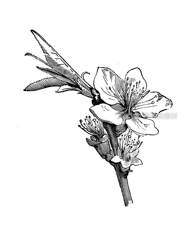 古植物学插图:桃树