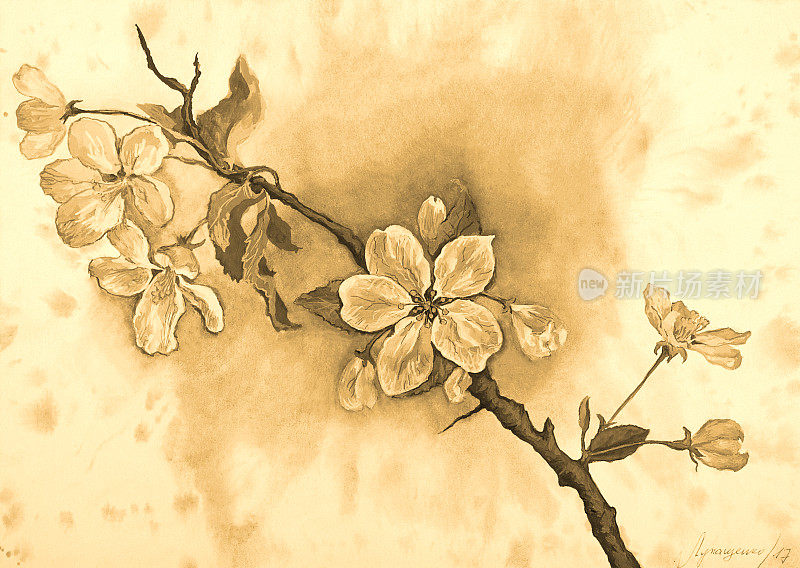 时尚的插画寓言的春天的作品艺术棕褐色绘画与水彩绘画印象派原始水平象征性的装饰景观开花苹果树树枝在一个柔和的棕褐色背景苍白的春天的天空