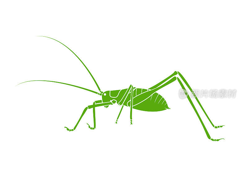 向量的绿色灌木蟋蟀长角蚱蜢在白色的背景。从侧面看。昆虫。动物。