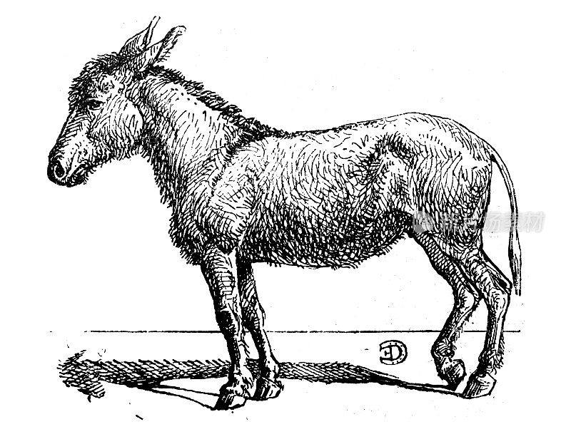 古董插图:驴
